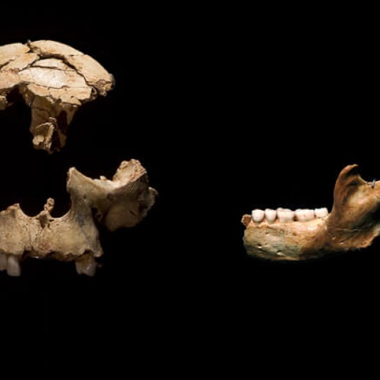 Chico de la Gran Dolina y mandíbula