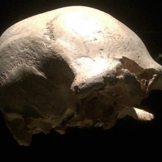 Cráneo 4. Agamenón