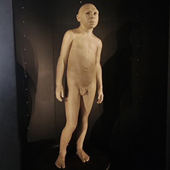 Homo antecessor. Museo Evolución Humana 