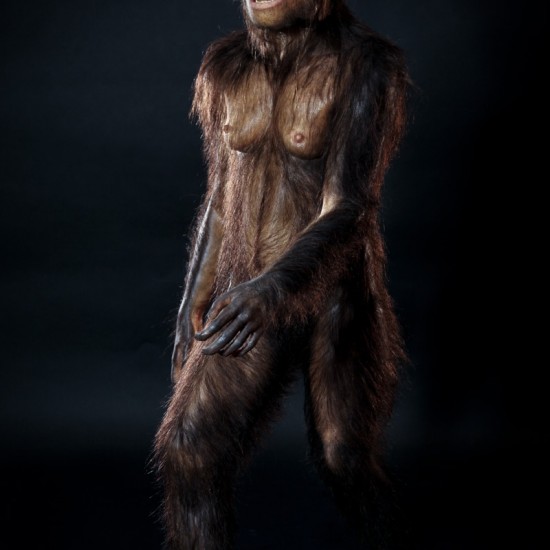 Lucy. Australopithecus afarensis