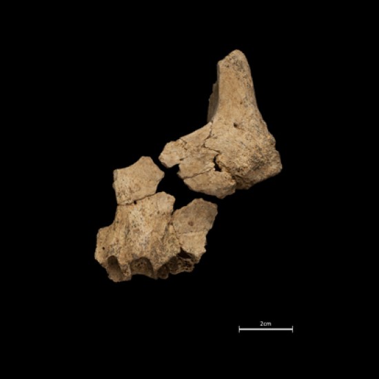 Pink. Sima del Elefante