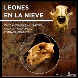 Exposición: Leones en la nieve