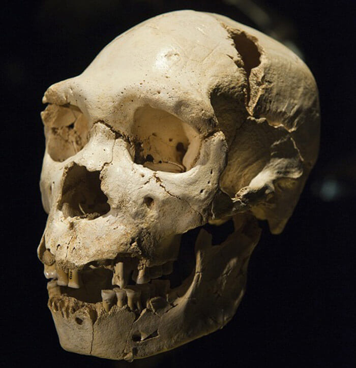 Cráneo Miguelón. Museo Evolución Humana