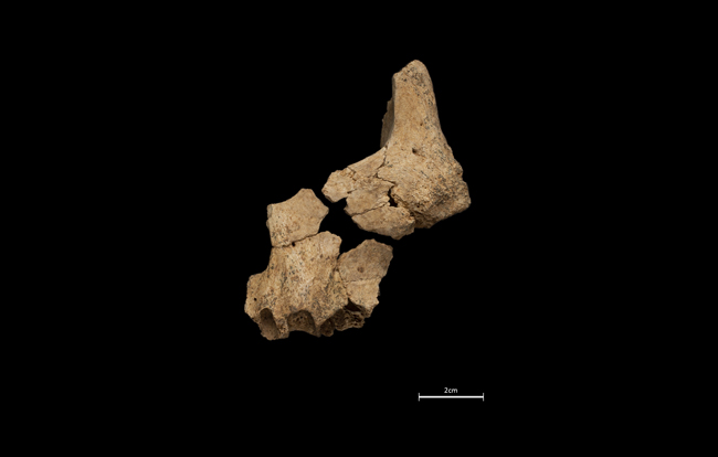 Cara Pink. Sima Elefante. Atapuerca