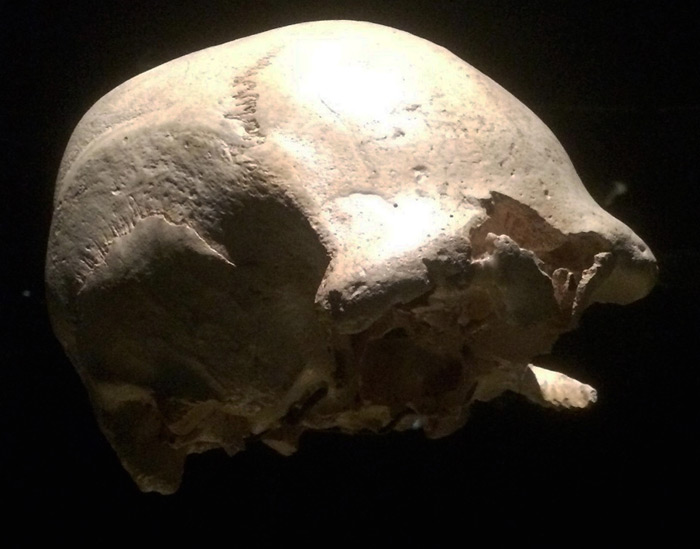 Agamenón. Museo de la Evolución Humana