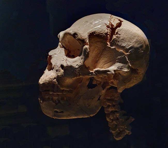 Miguelón con cuello. Atapuerca Museo Evolución