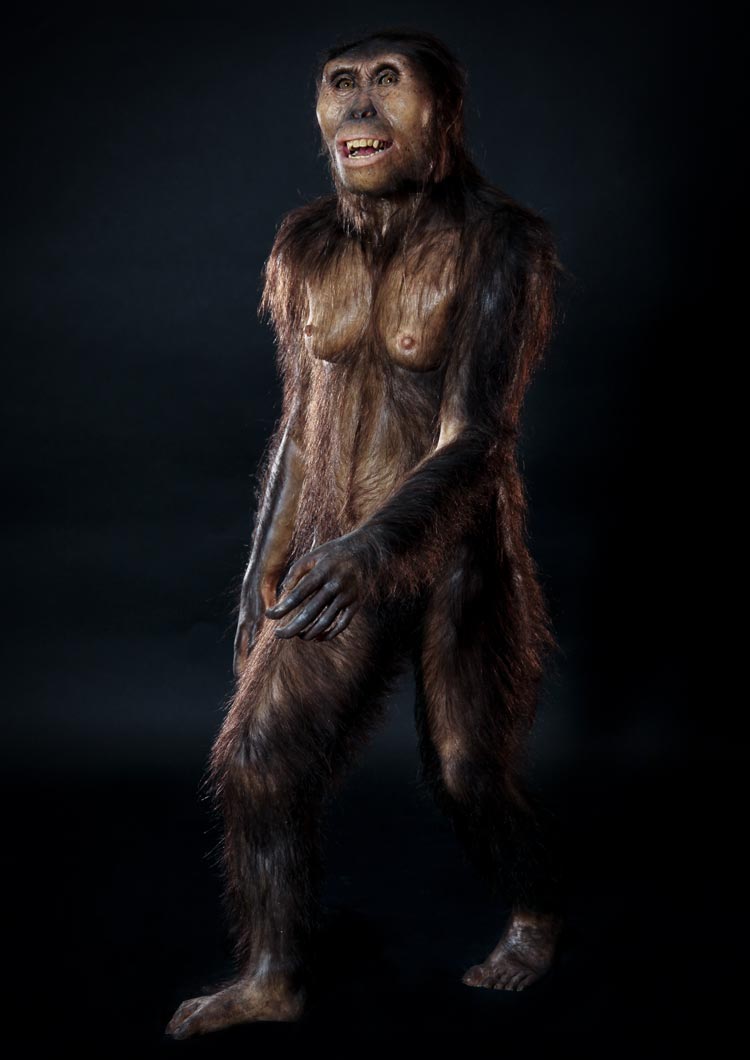 Lucy. Australopithecus afarensis. Museo Evolución