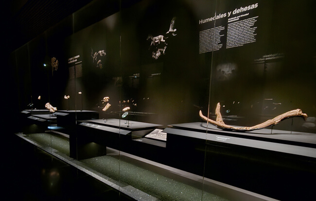 Fauna Atapuerca. Homo antecessor