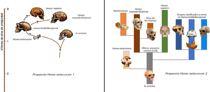 Árbol evolución Humana. Homo antecessor