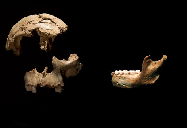 Cráneo Chico Gran Dolina. Museo Evolución Humana
